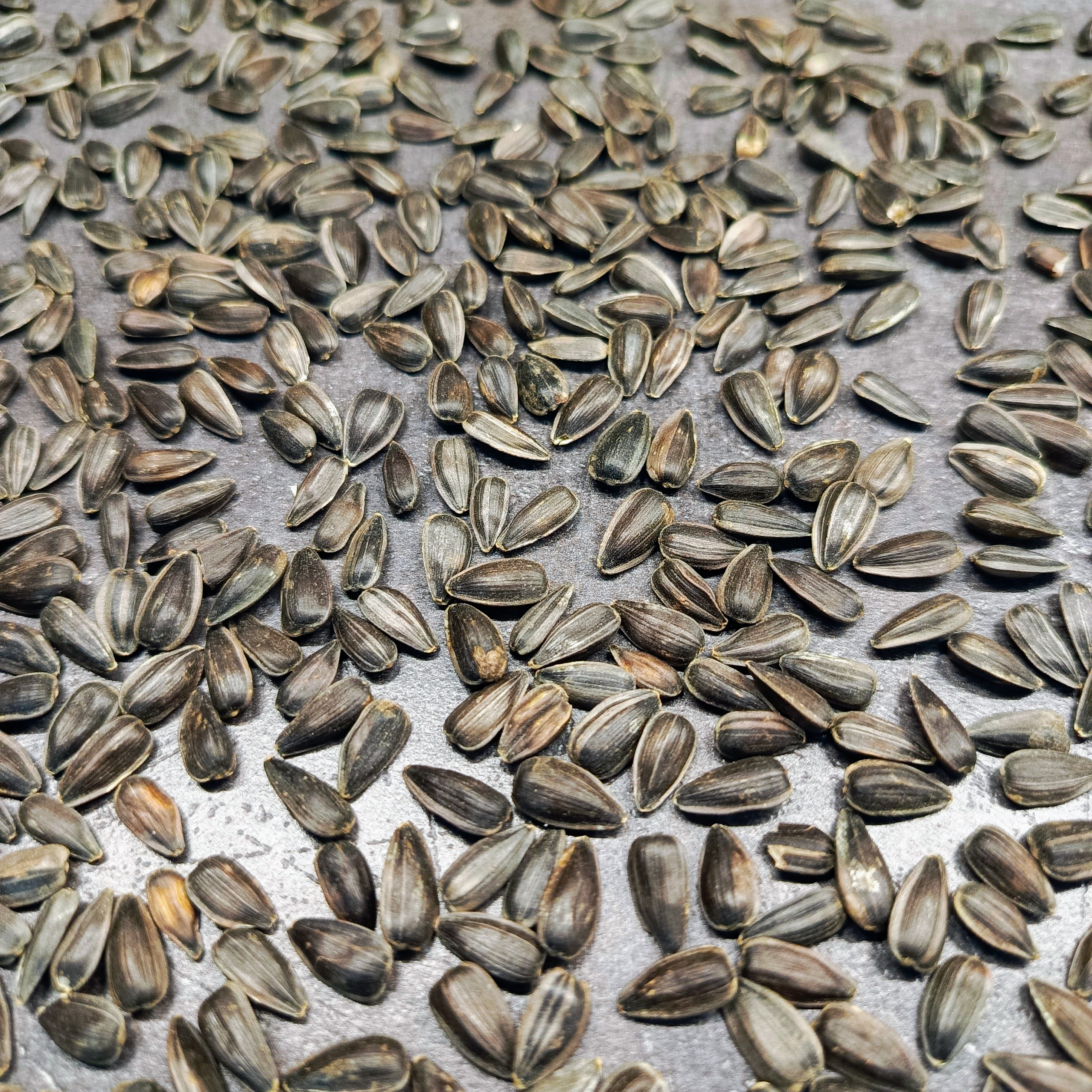 Slunečnice semínka na klíčení a microgreens